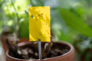 Yellow sticky trap covered in adult fungus gnats in a houseplant pot.